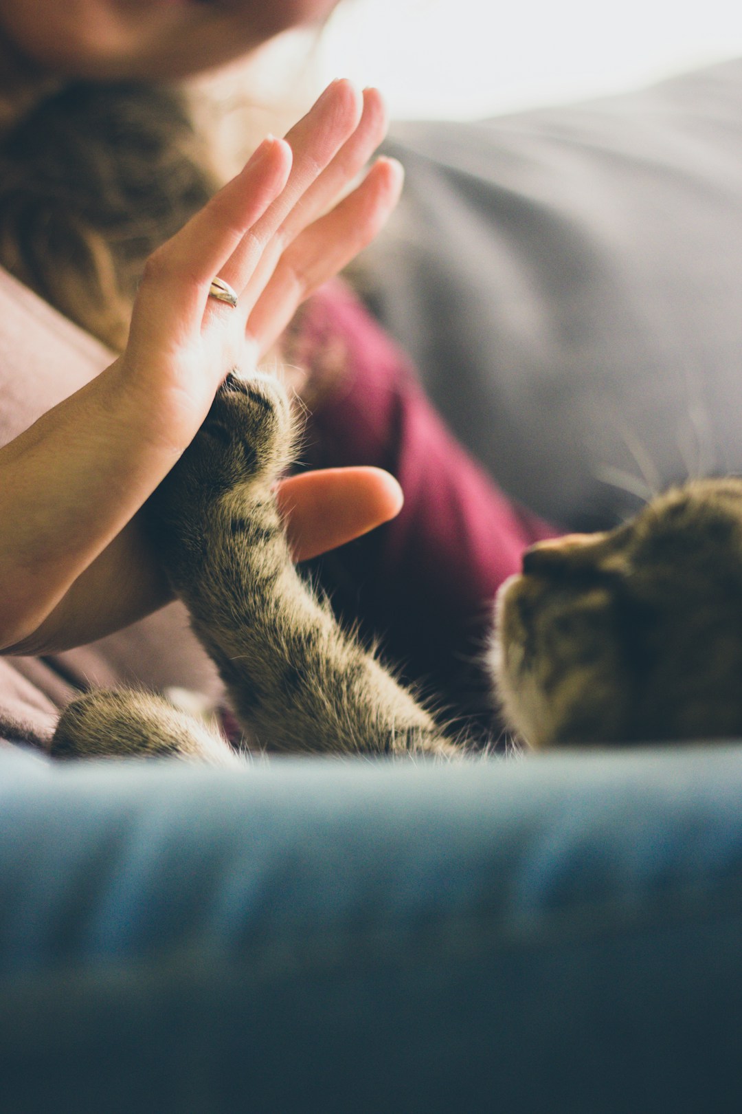 How Pet-Friendly Cleaning Services Ensure a Safe Environment for Your Pets