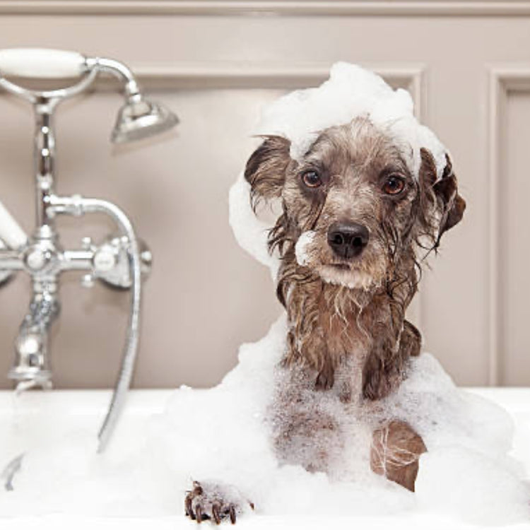 Dog bath near me Crystal Clear Texas